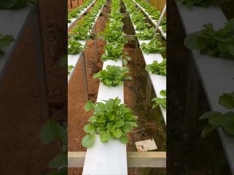 Hydroponics Marvel: Agriculture in Water Pipes Inside Greenhouses!