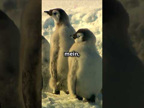 The secret life of penguins: adaptation and survival