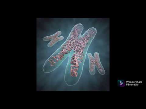 AGRITECHNOLOGY | MINI CHROMOSOMES